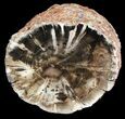 Triassic Woodworthia Petrified Log #36560-1
